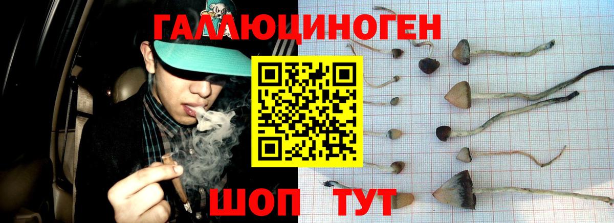 Галлюциногенные грибы Psilocybe  Вход с VPN  Баксан  Псилоцибиновые грибы Psilocybe 